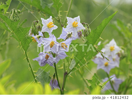 初夏の花　ワルナスビ 41812432