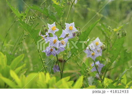 初夏の花 ワルナスビ 初夏の花 ワルナスビ 41812433