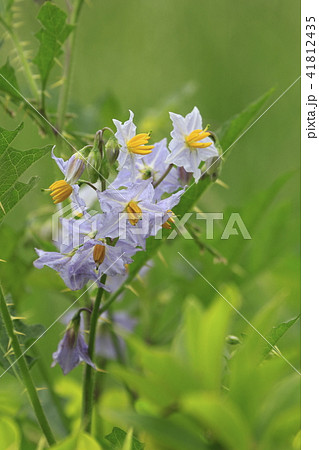 初夏の花　ワルナスビ 41812435