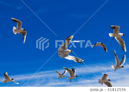 Flying seagulls in the blue sky Flying seagulls in the blue sky 41812556