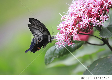 ボタンクサギの花とクロアゲハ ボタンクサギの花とクロアゲハ 41812608