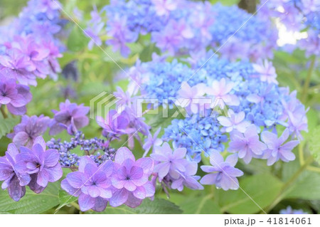 紫陽花 41814061