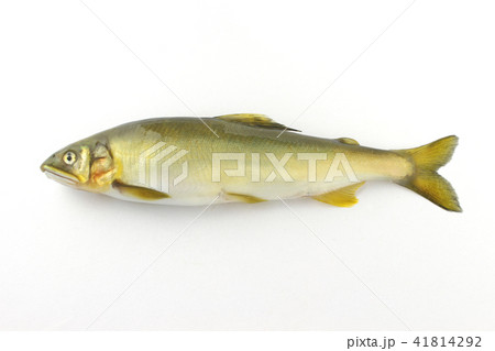 天然鮎 天然鮎 41814292