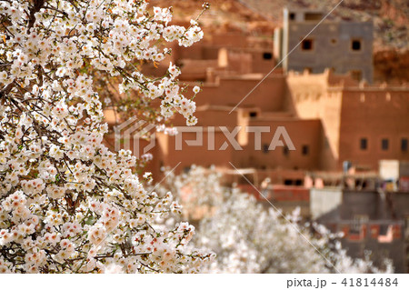 アーモンドの木 41814484