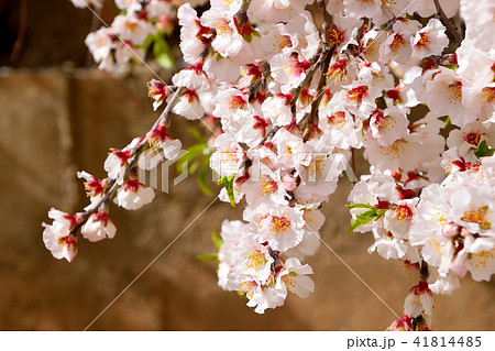 アーモンドの花 アーモンドの花 41814485