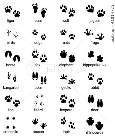 Set of footprints of wild animals Set of footprints of wild animals 41814725