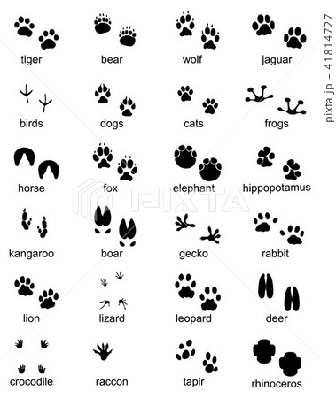 Set of footprints of wild animals Set of footprints of wild animals 41814727