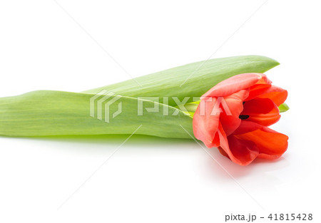 Red tulip isolated on white 41815428