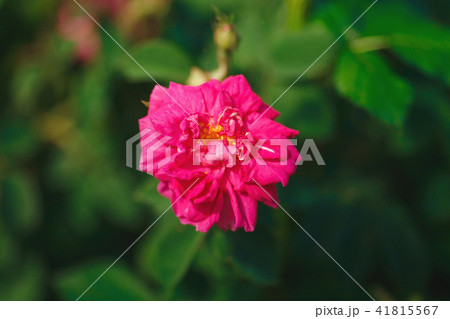 bright pink rose flower 41815567