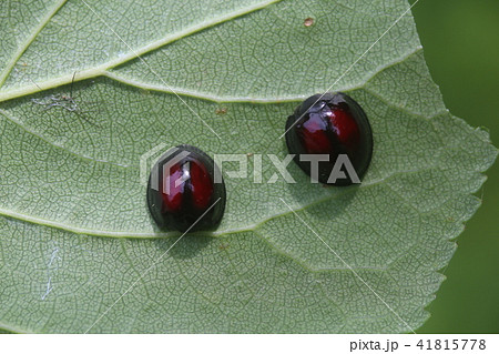 アカホシテントウ アカホシテントウ 41815778