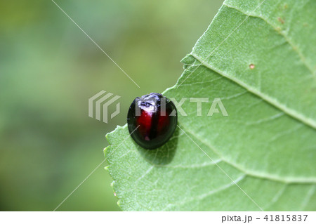 アカホシテントウ アカホシテントウ 41815837