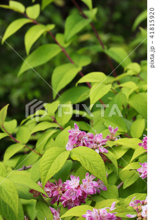 ベニバナバイカウツギの花 41815920