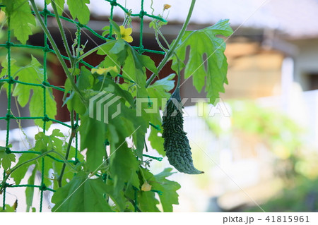 ゴーヤの実 41815961