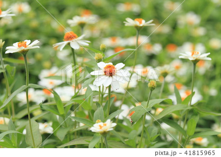 ジニアの花 ジニアの花 41815965