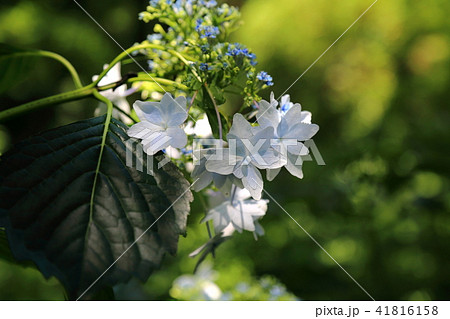紫陽花・2 紫陽花・2 41816158