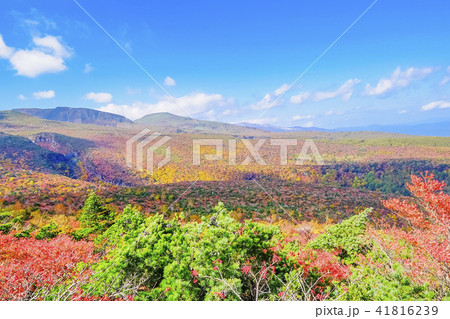 安達太良山山麓の紅葉 安達太良山山麓の紅葉 41816239