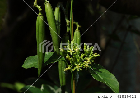 自然 植物 ホウライカガミ、実と花と葉。毒草なので当然食べてはいけません 自然 植物 ホウライカガミ、実と花と葉。毒草なので当然食べてはいけません 41816411