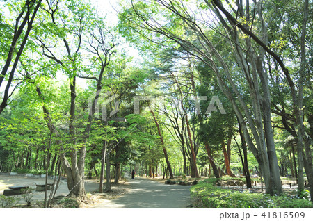 林試の森公園 林試の森公園 41816509