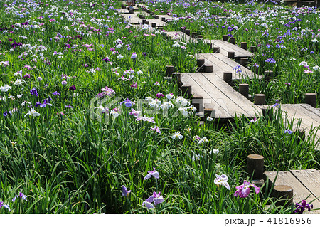 宮地嶽神社の花菖蒲 宮地嶽神社の花菖蒲 41816956