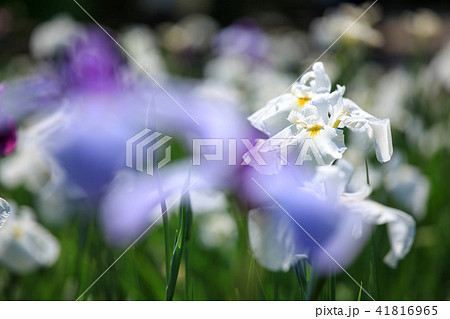宮地嶽神社の花菖蒲 宮地嶽神社の花菖蒲 41816965