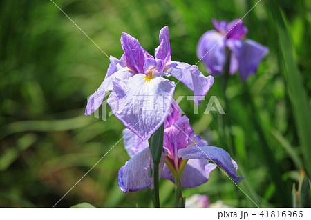 宮地嶽神社の花菖蒲 宮地嶽神社の花菖蒲 41816966