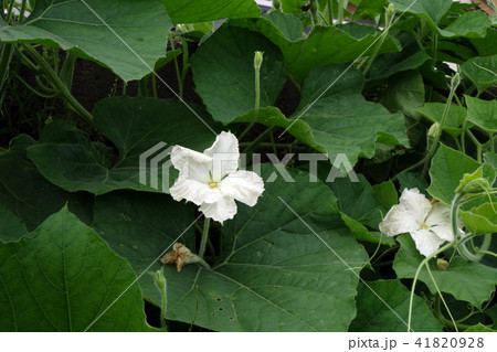 ひょうたんの花 千成瓢箪の花の写真素材