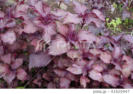 赤紫蘇 赤紫蘇 41820947