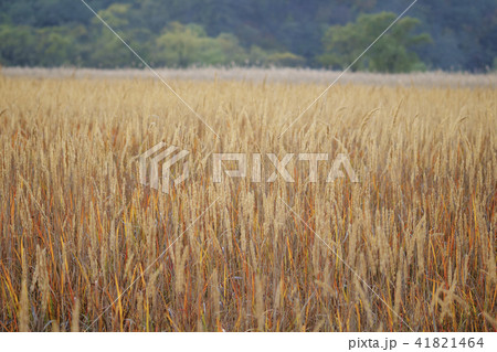 風景 京畿道 キョンギド 41821464