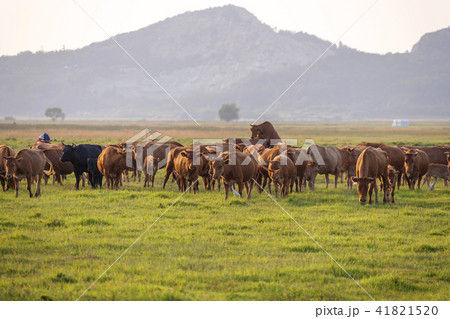 風景 草地 放牧 41821520