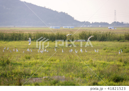 風景 牧場 草地 41821523