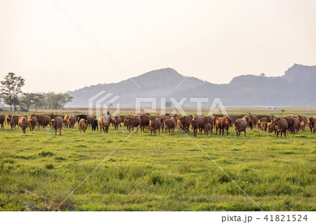 風景 牧場 草地 41821524