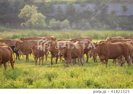 牧場 草地 放牧 41821525