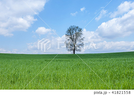 風景 草原 草地 41821558