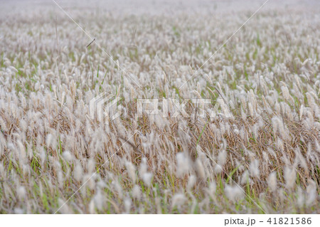 風景 京畿道 キョンギド 41821586