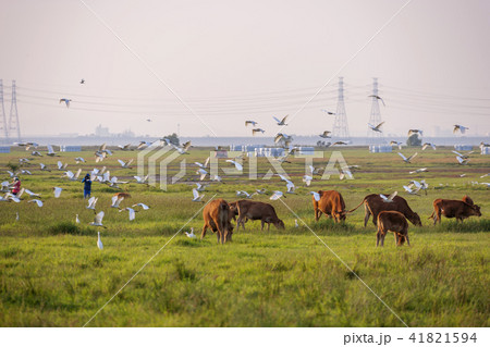 韓国 風景 旅行 41821594