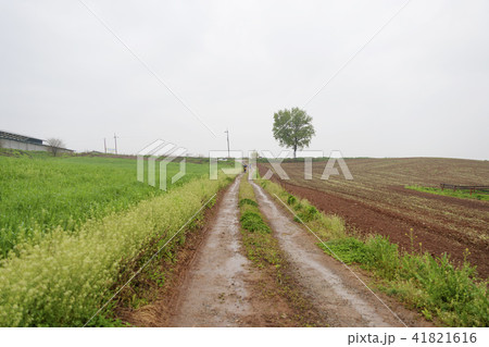 風景 草原 草地 41821616