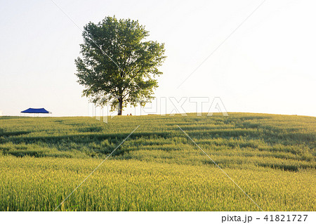 風景 草原 草地 41821727