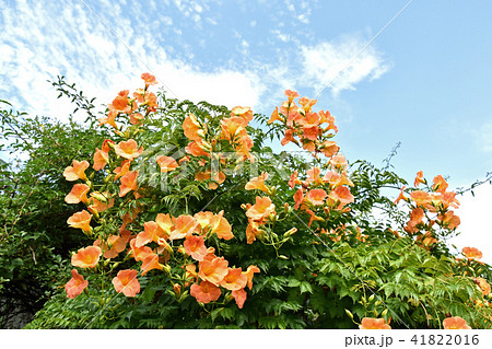 ノウゼンカズラ（凌霄花） 41822016