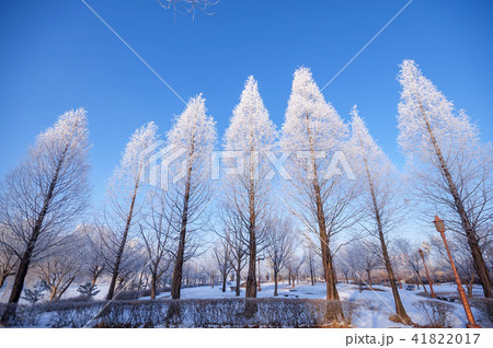 風景 雪景色 霧氷 41822017