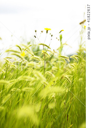 エノコログサ 仁川 インチョン 41822637