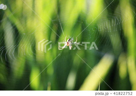 クモ 仁川 インチョン 41822752