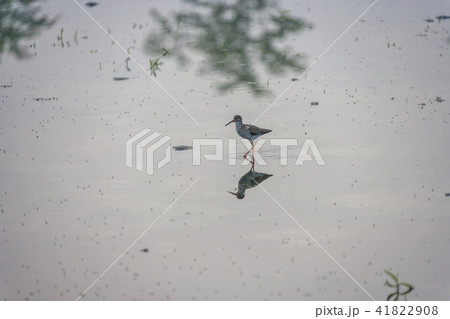 鳥 仁川 インチョン 41822908