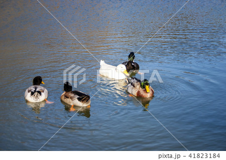 韓国 風景 アヒル 41823184