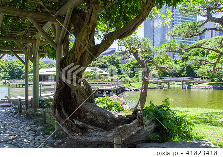 浜離宮恩賜庭園　東京都 41823418