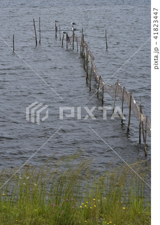 小川原湖の春 41823447