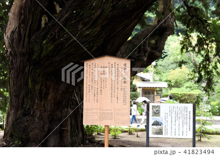 建長寺の柏槙 説明板 建長寺の柏槙 説明板 41823494
