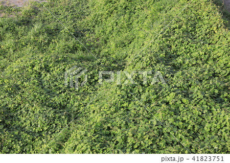 クズ クズ 41823751