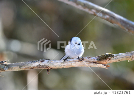 人気のシマエナガ 41823761