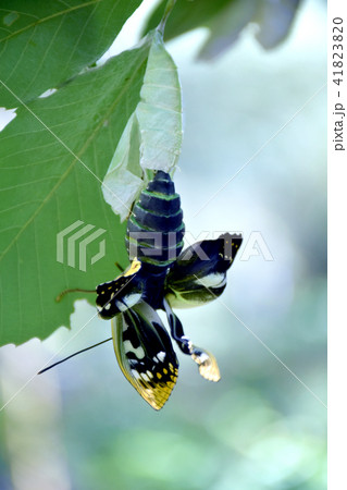 オオムラサキの羽化 41823820