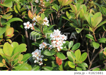 シャリンバイ 41823881